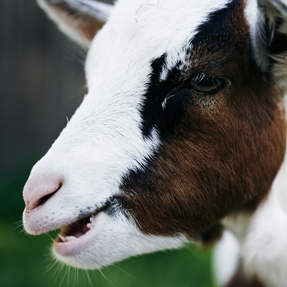 closeup photo of brown and white goat