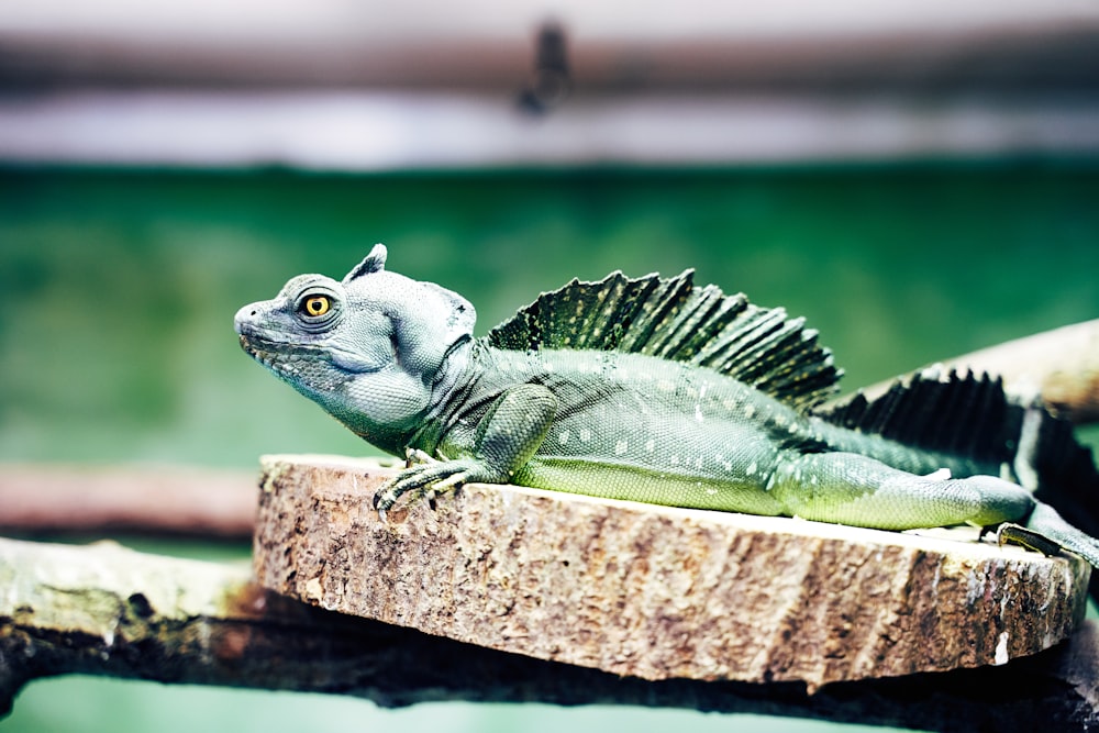 green iguana on wooden surface