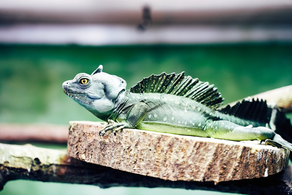 iguana verde na superfície de madeira