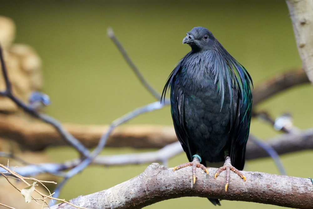 black bird perches on branch