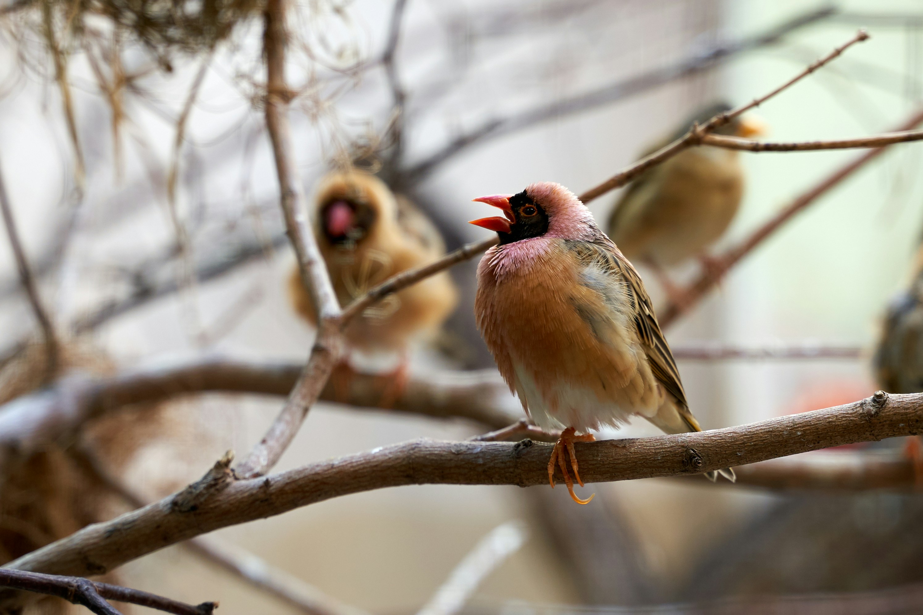 birds perches on branch photo Free Bird Image on Unsplash