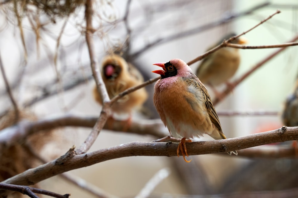 birds perches on branch