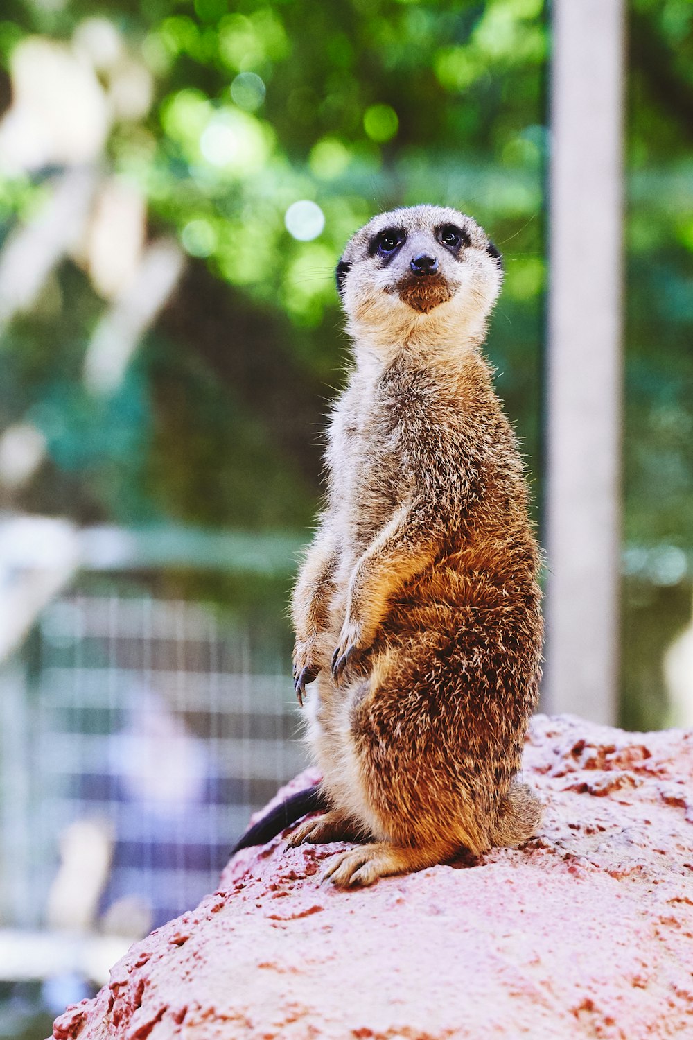 Meerkat standing on rack