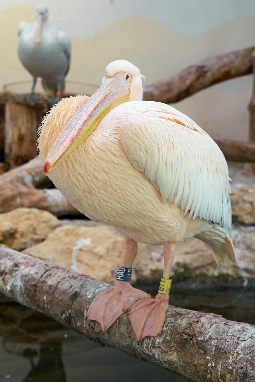 gelber Vogel auf Ast