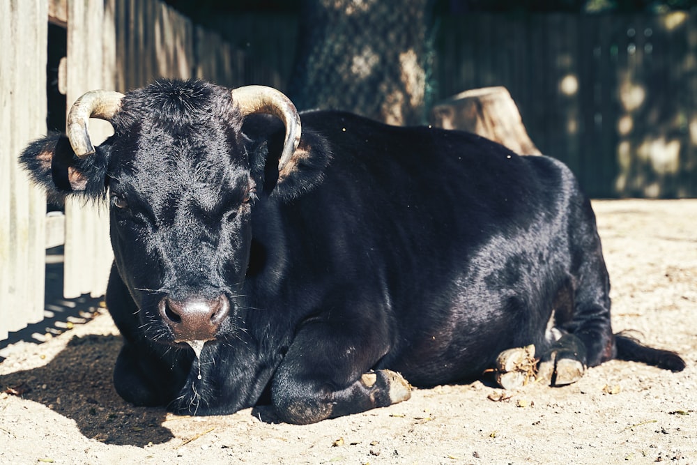 black bull sitting on the ground