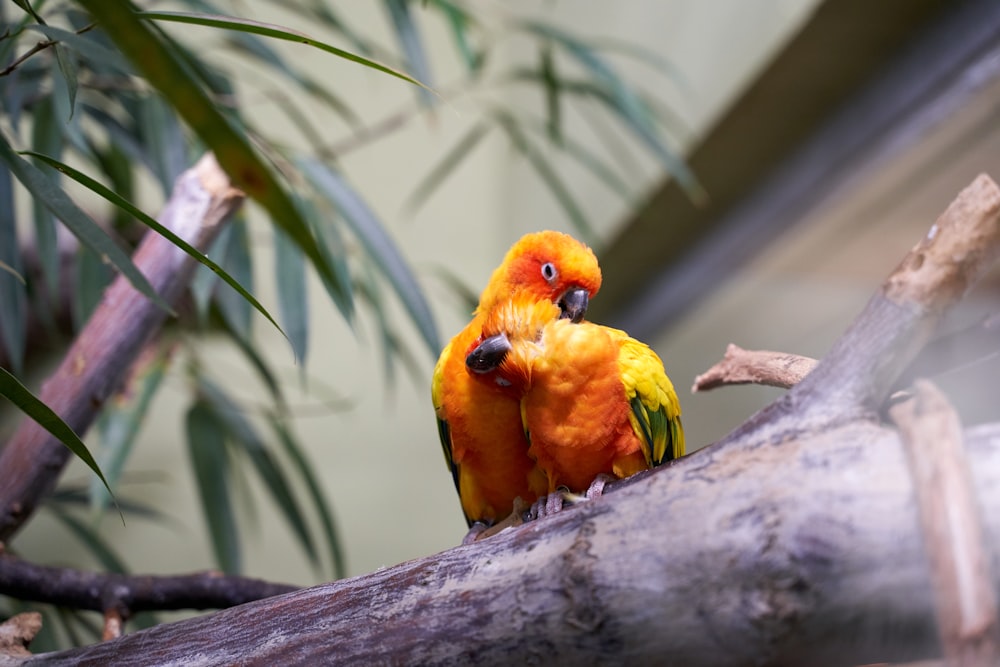 two orange parrots on tree