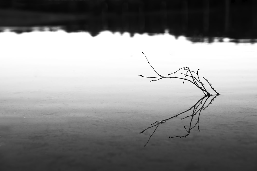 driftwood in body of water