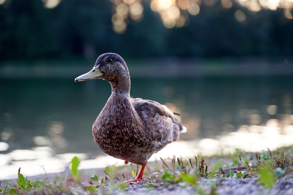 gray duck on selective focus photography