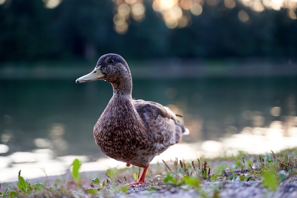 Gray Duck auf selektiver Fokusfotografie