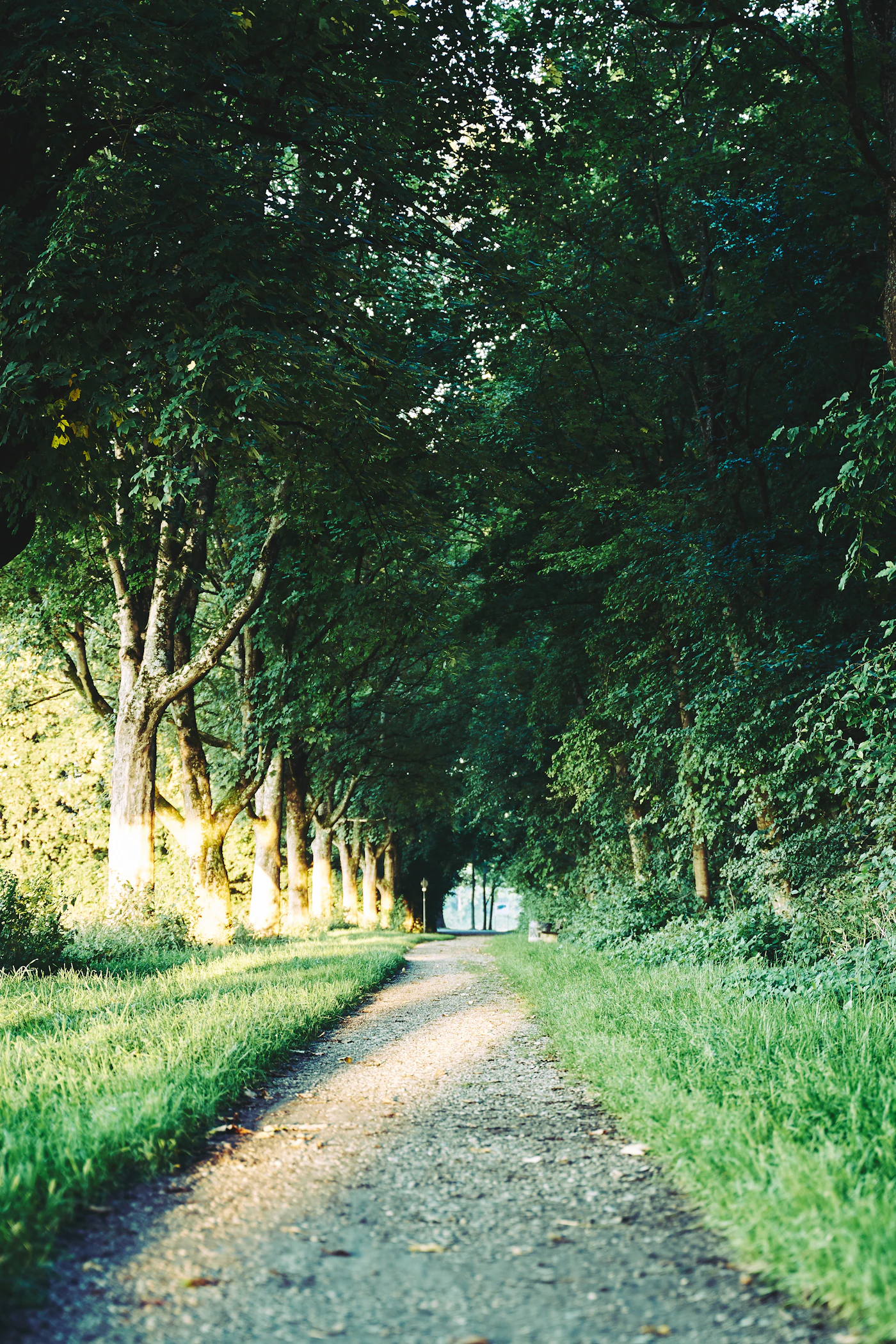 Heller grüner Waldweg am Morgen als Symbol für die schrittweise Erholung nach dem Rauchstopp