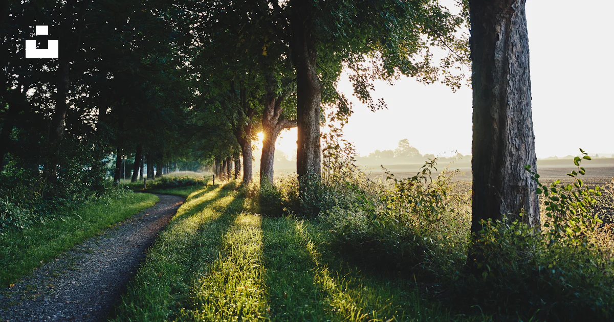 Pathway between trees photo – Free Green Image on Unsplash