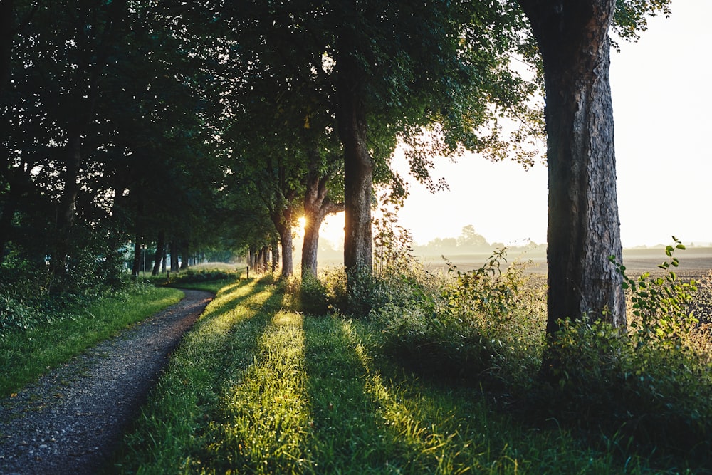 pathway between trees