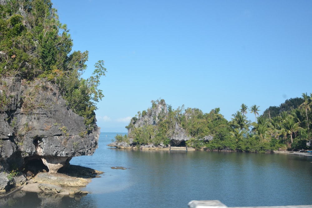 trees on rock beside sea water under clear sky