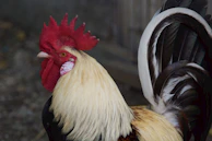 Game fowl in mid-strut, displaying their strong posture and distinctive markings.