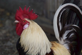 A rooster in action during a match.