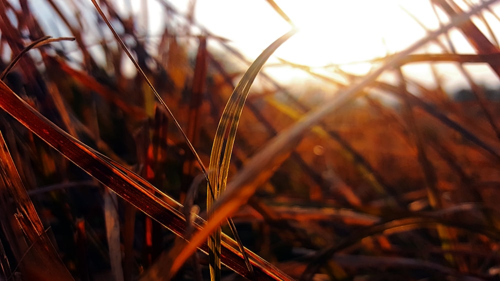 brown grass