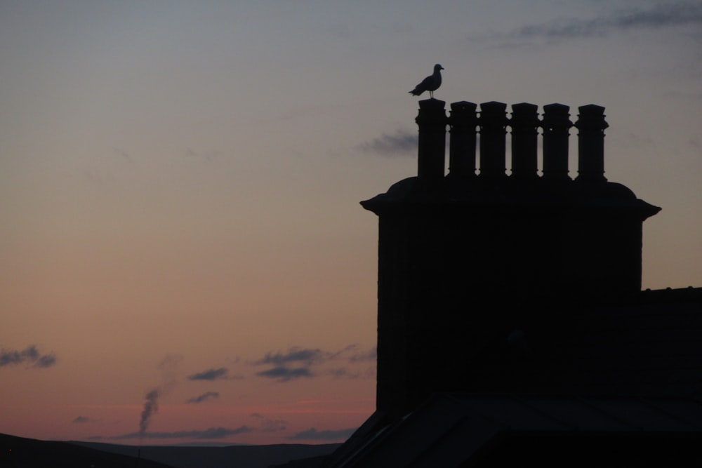 silhouette of bird perching on building