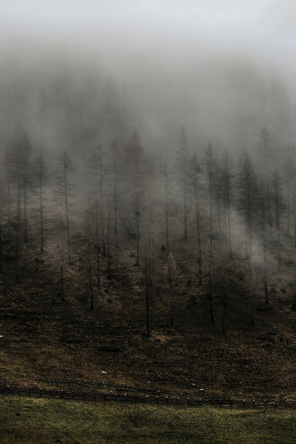 silhouette of pine trees