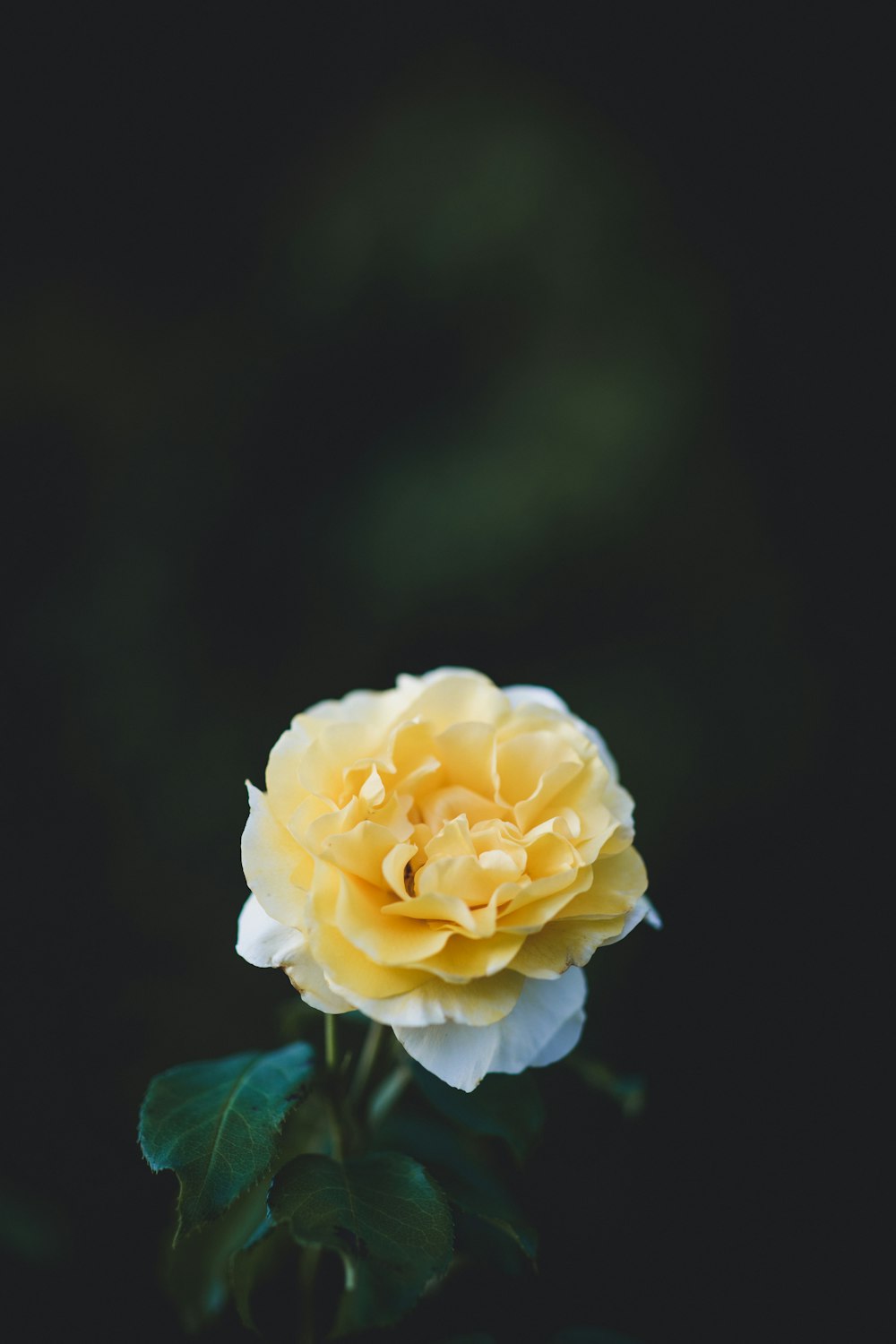 shallow focus photography of yellow flower