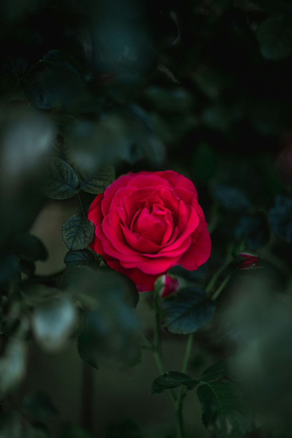 selective focus photography of blooming rose flower
