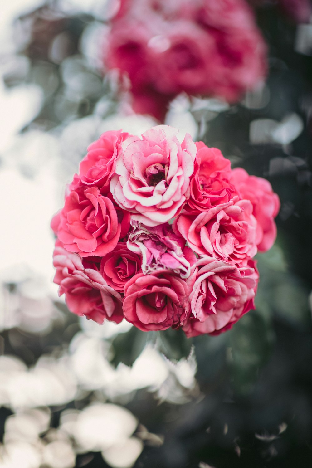 pink rose flowers