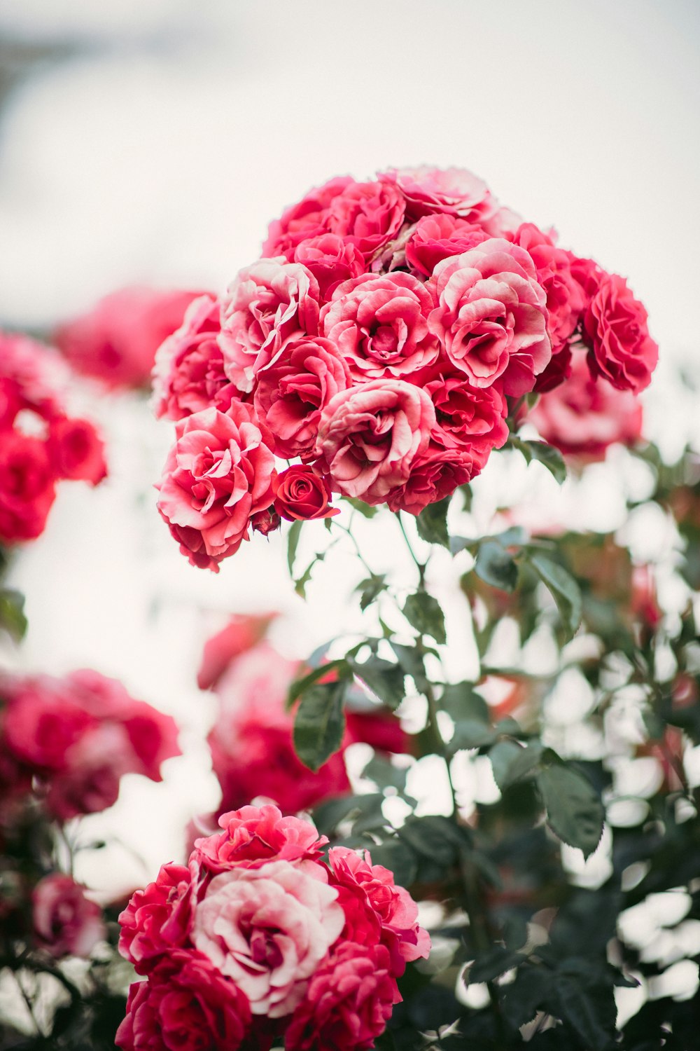 pink rose flowers