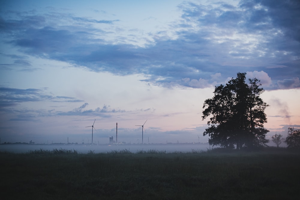 silhouette of tree