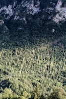 Green mountainside forest in the south of France, illustrating raw biomass source.