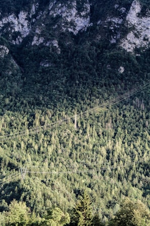 Green mountainside forest in the south of France, illustrating raw biomass source.