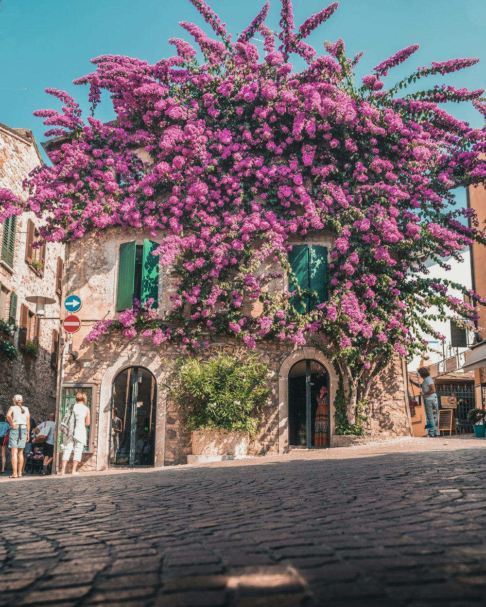 pink-petaled flowering plant on building top