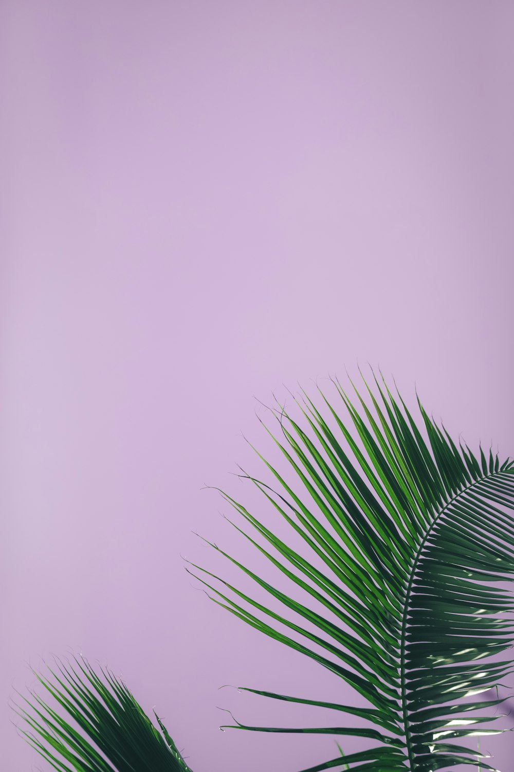 Planta de palma verde