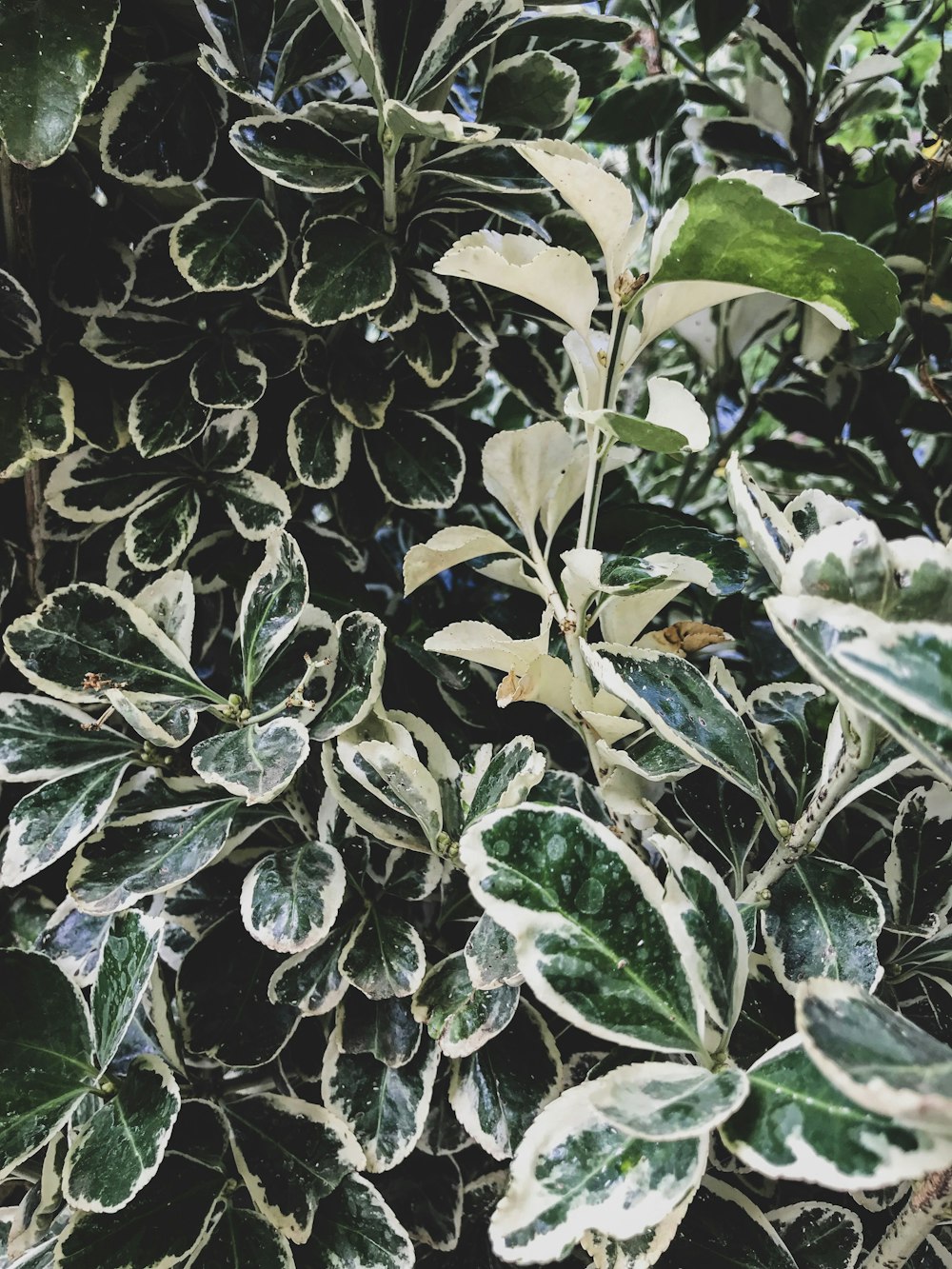 plantas de folha verde