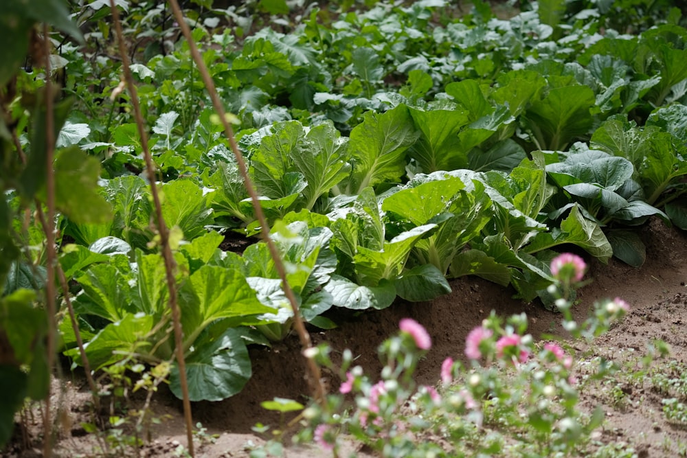 field of vegetables