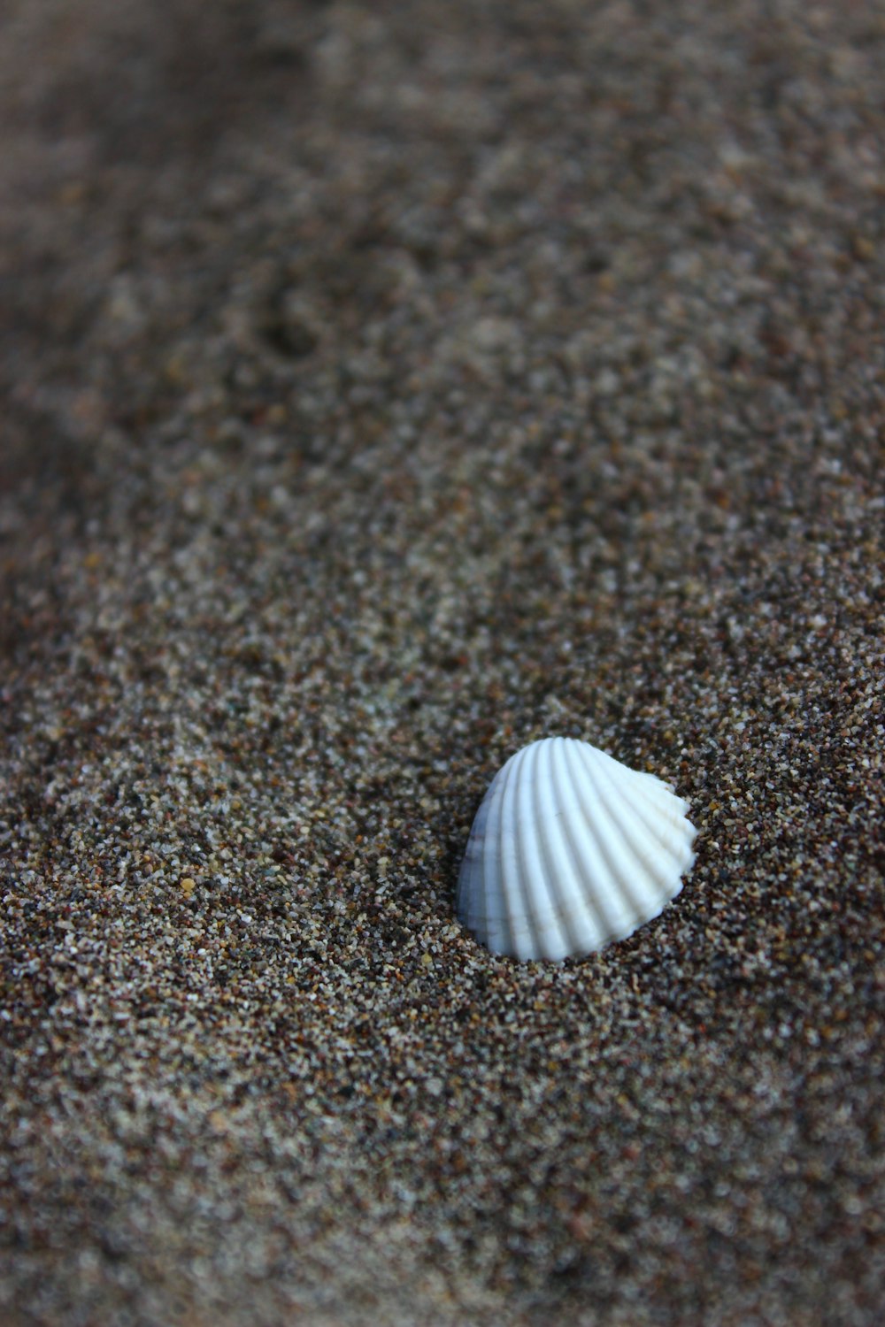 white shell