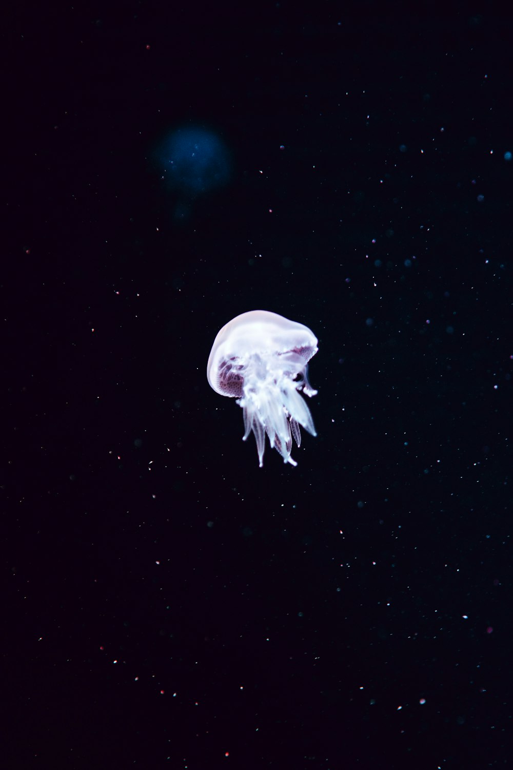 underwater photography of gray jellyfish
