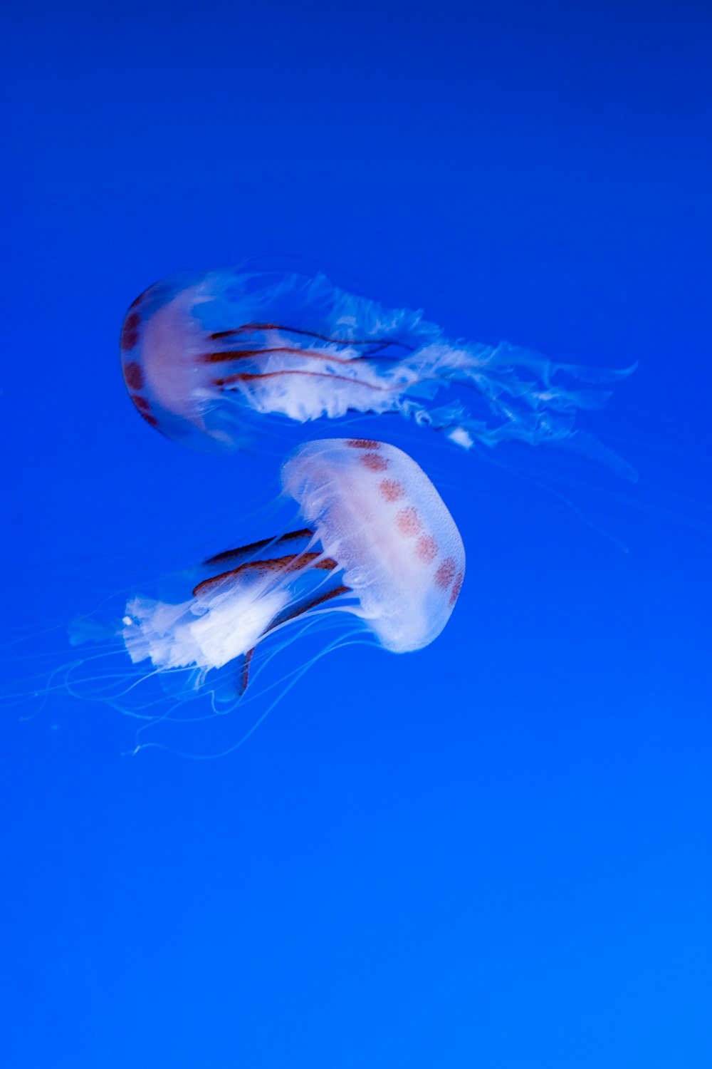 2 white jellyfishes