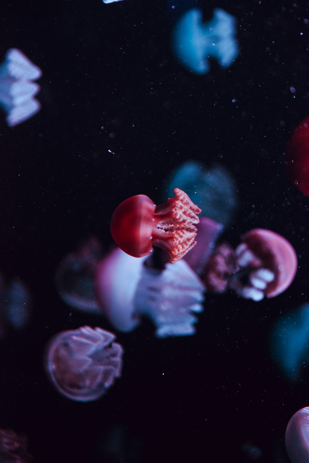 closeup photo of jellyfish