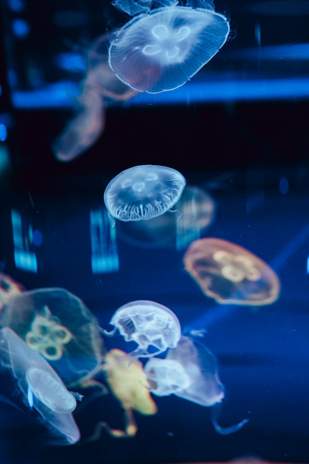 brown and blue jellyfish