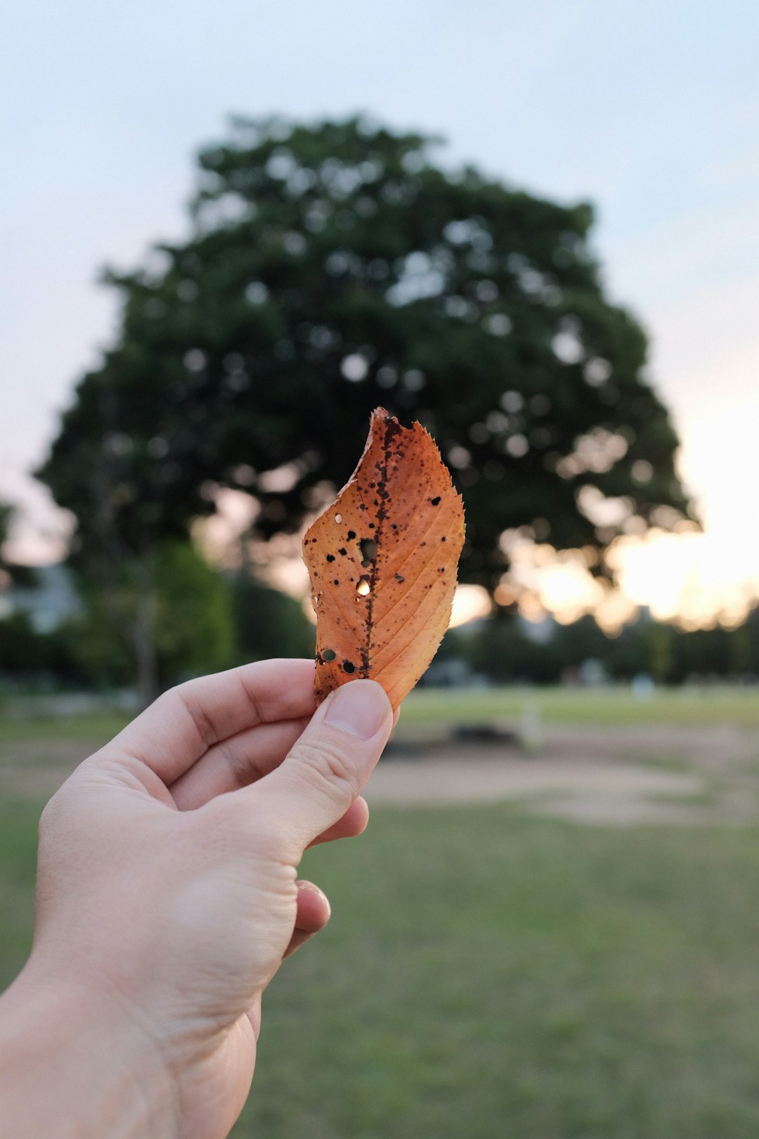 brown dried leaf macro photography