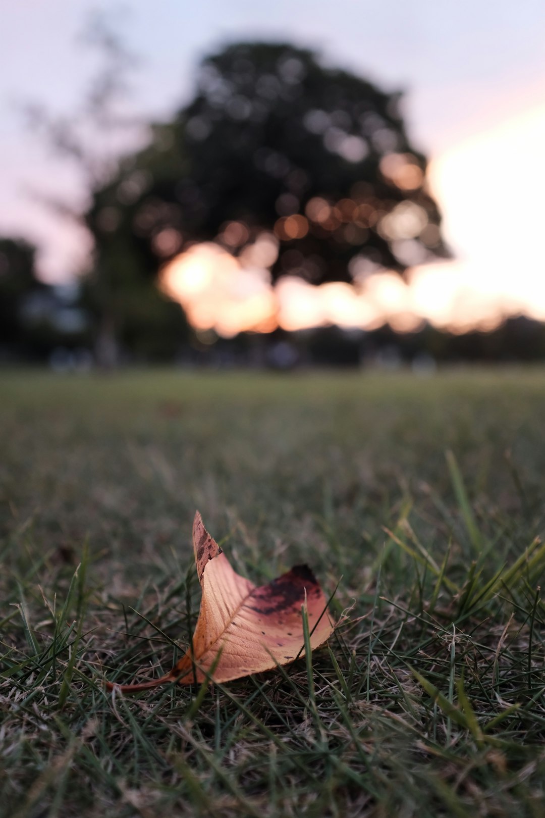 brown leaf