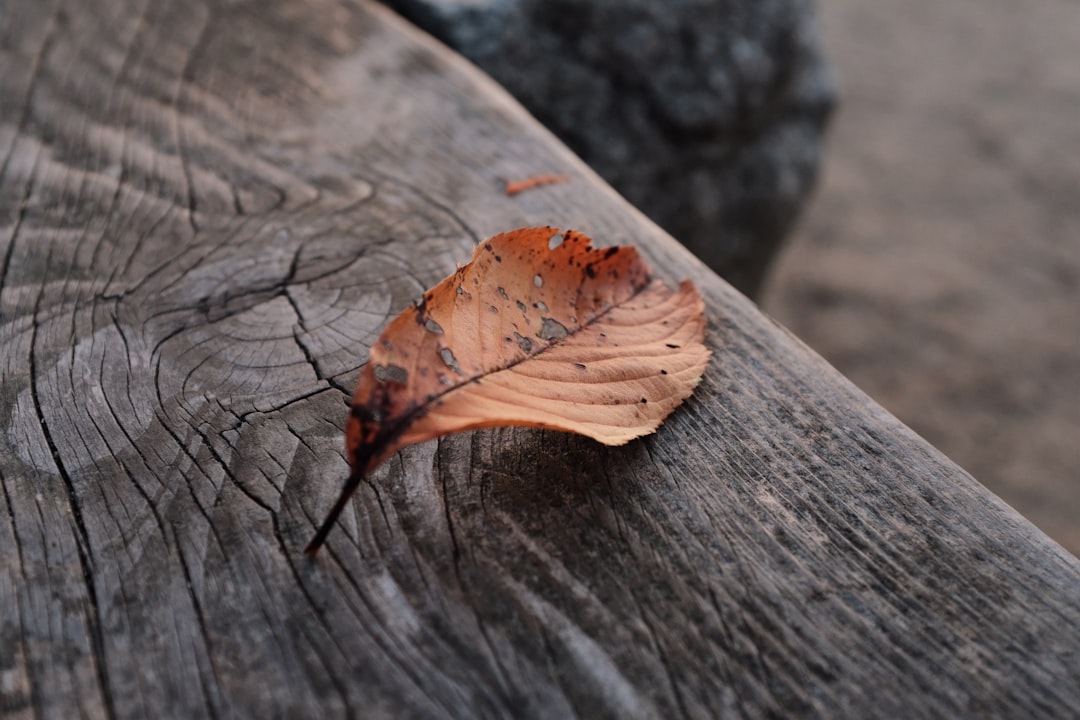 brown leaf on bench