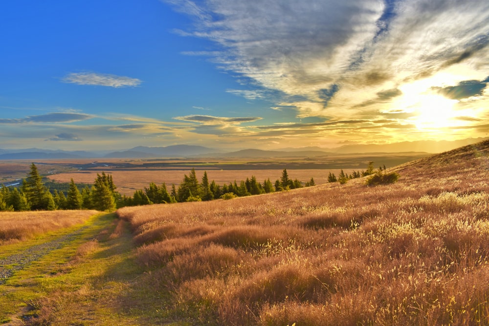 dried grass during golden hour