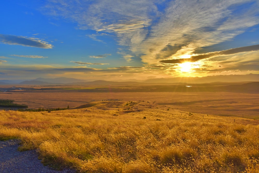 brown grass