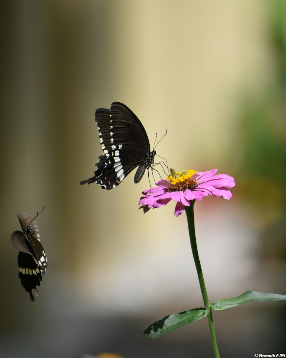 black and white butterfly