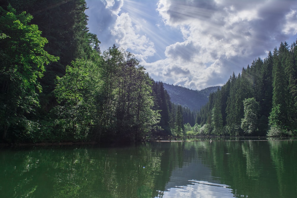 body of water near trees