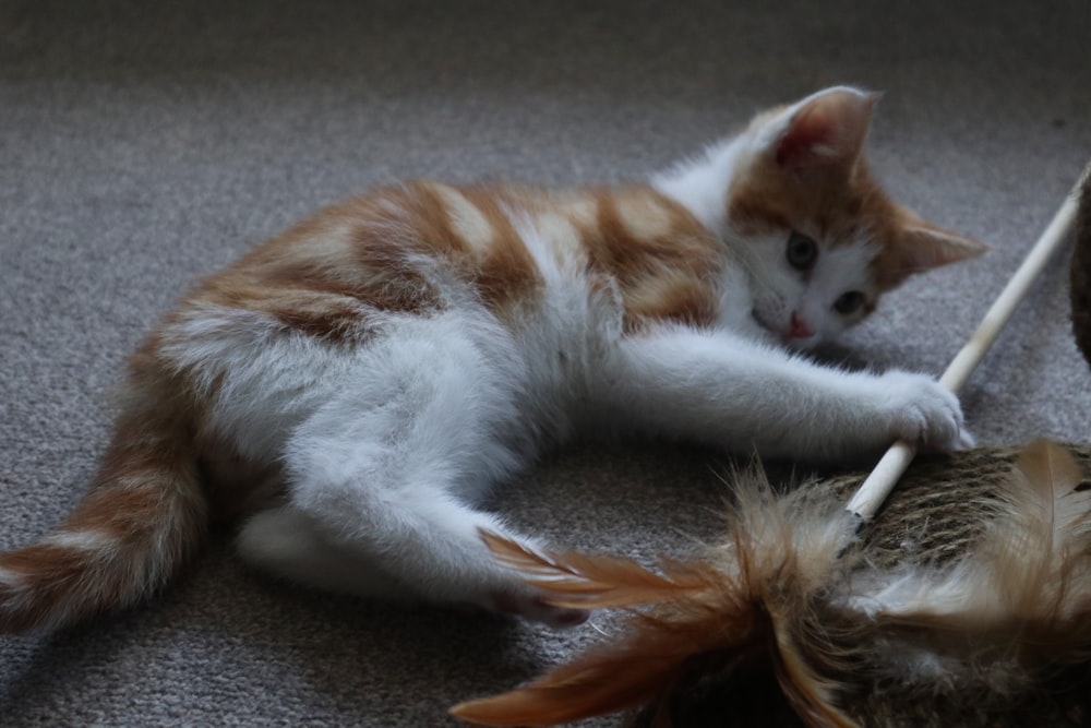 long-fur white and orange kitten