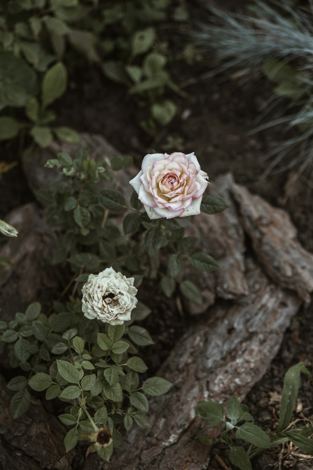 white rose flowers