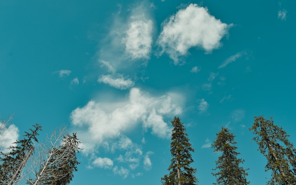 field of trees