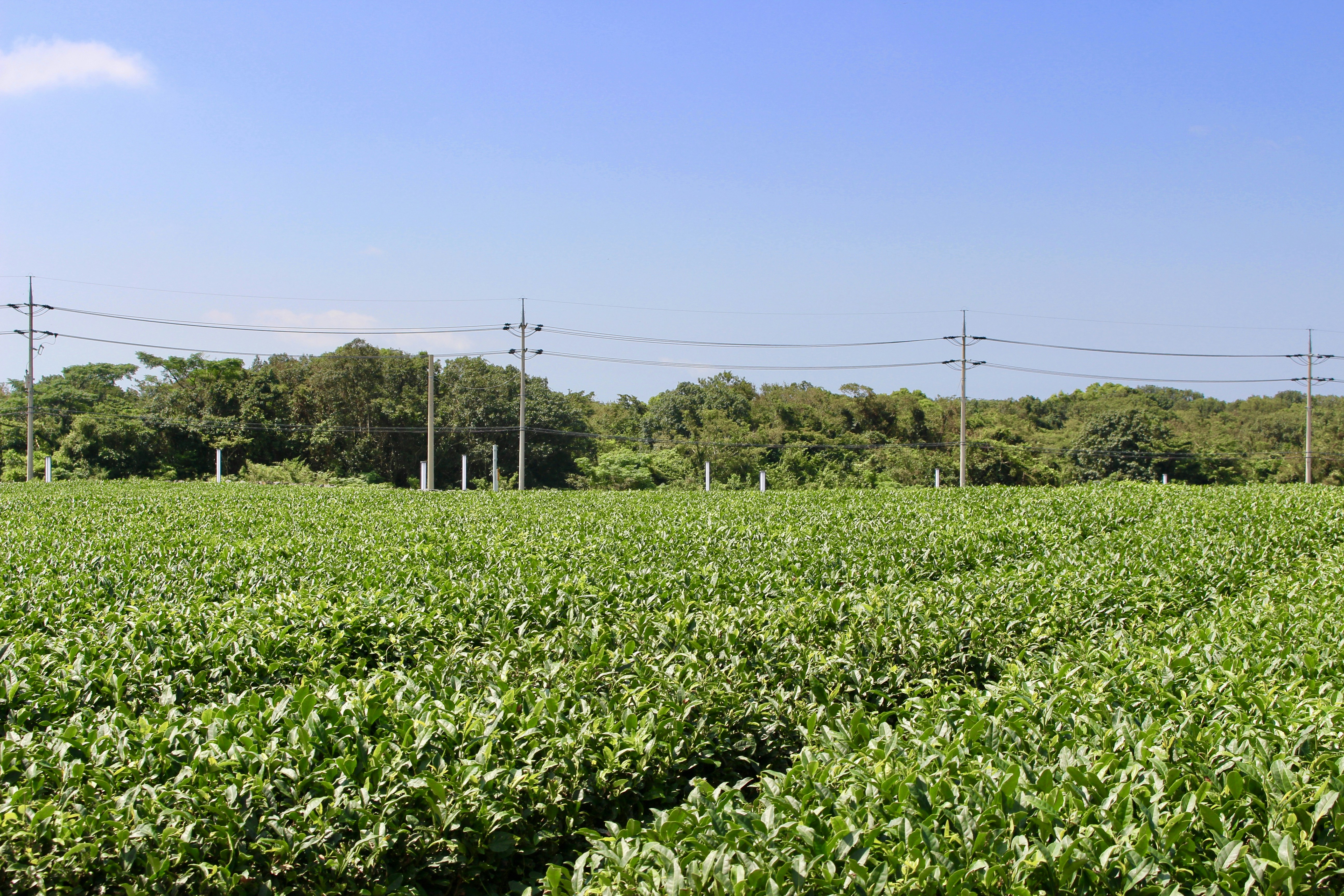 Photo by hariboisverygood