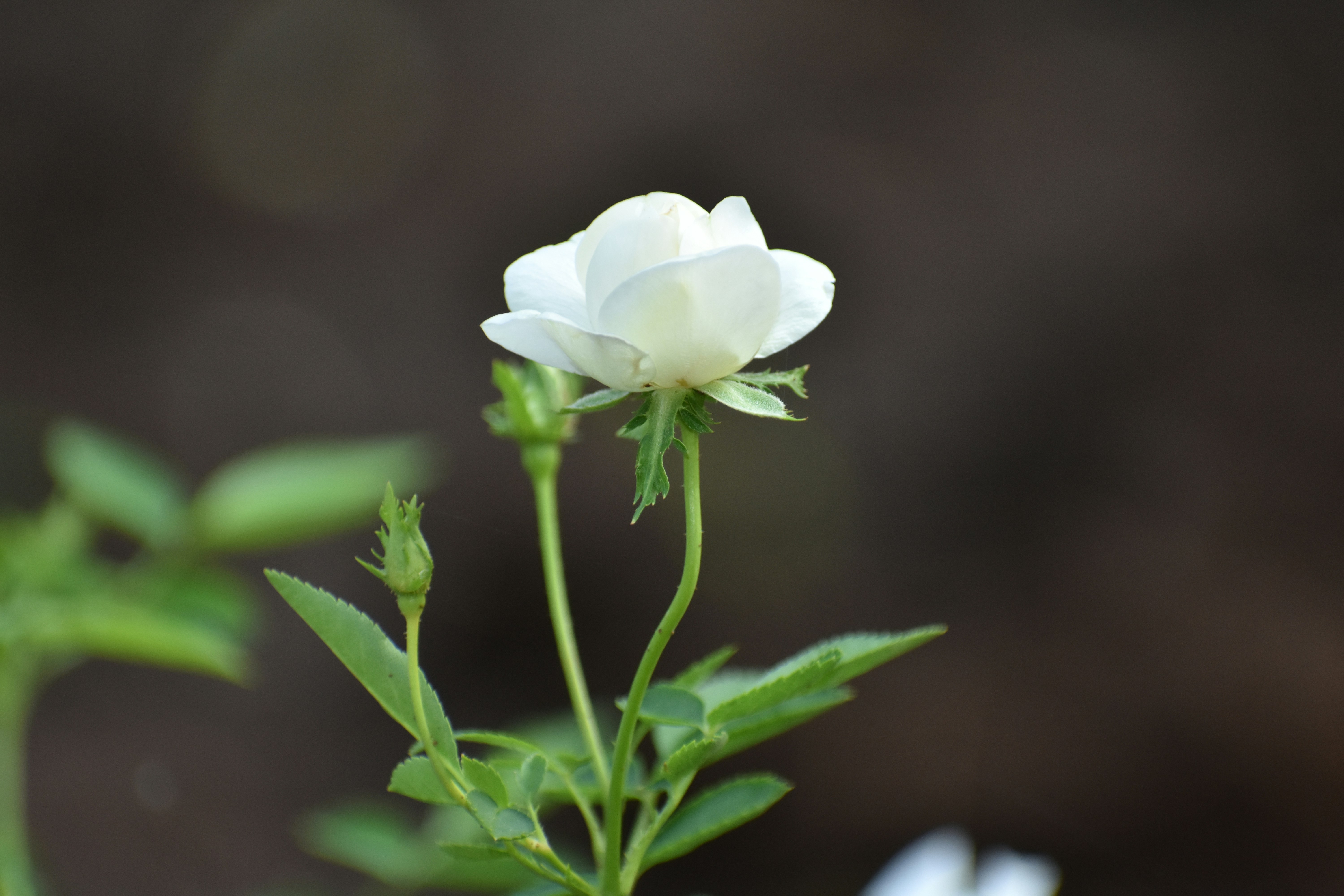 Photo by sanju241497